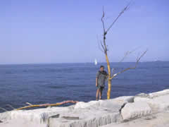 Jacopo Terenzio, Albero Poetico